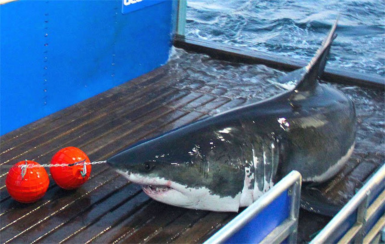 Image of Mary Lee great white shark